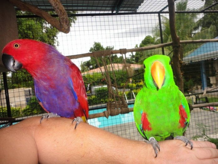 Andys Papageienfarm (Parrotfarm Moalboal) Andys Papageienfarm (Parrotfarm Moalboal)